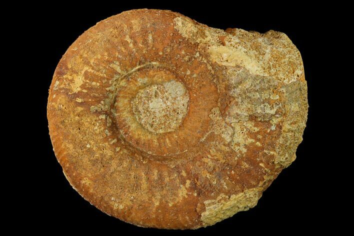 Callovian Ammonite (Perisphinctes) Fossil - France #153165